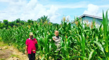 Jadi Contoh Pemanfaatan Lahan, Jagung Polsek Kampar Kiri di Gunung Mulya Tumbuh Optimal