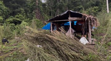 Polres Gayo Lues Musnahkan 53 Ribu Batang Ganja di Pegunungan Pining